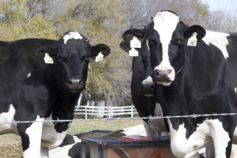 Future of dairy industry unknown