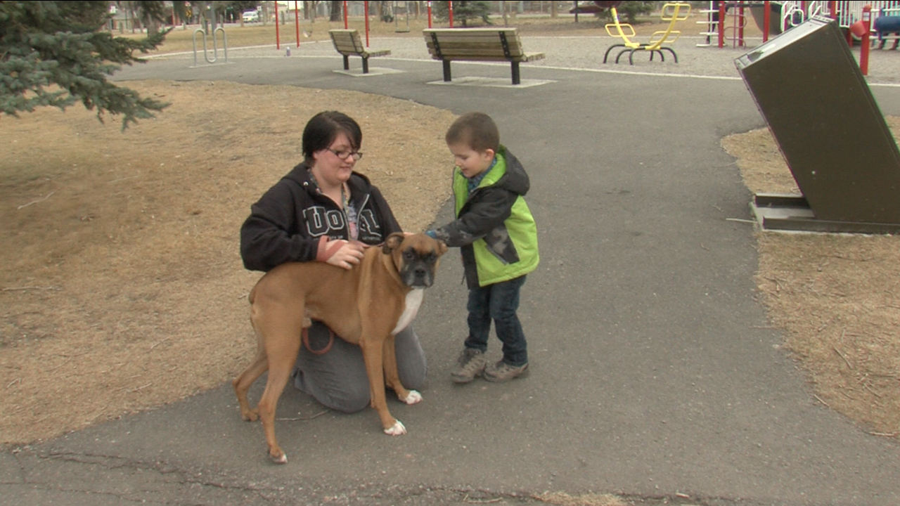 Working to reclassify emotional support animals