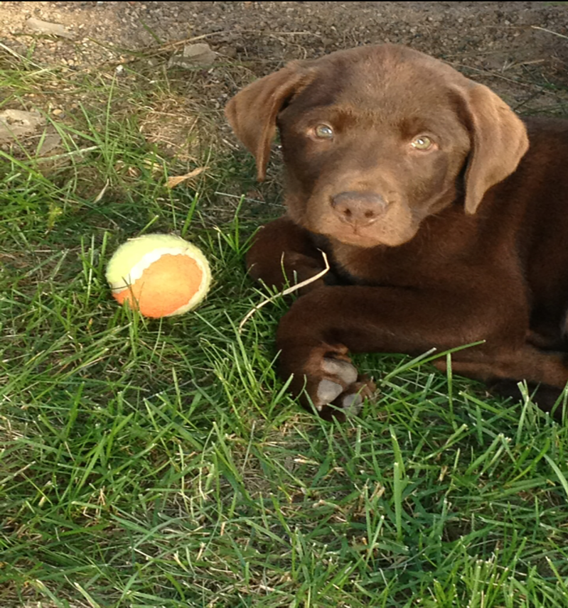 Doggy de-stress at Lethbridge College