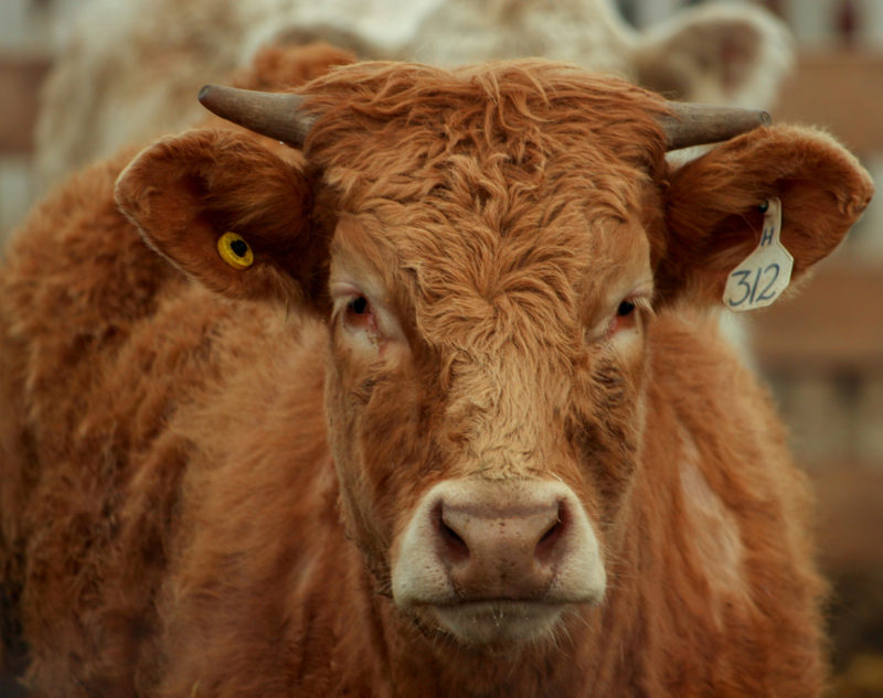 Animal science professor predicts big changes for meat market