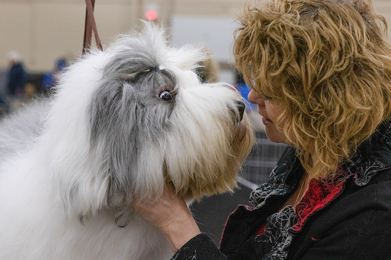 Dogs help students de-stress as final exams approach