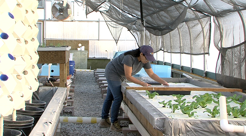 Lethbridge College researchers use fish to fertilize plants.