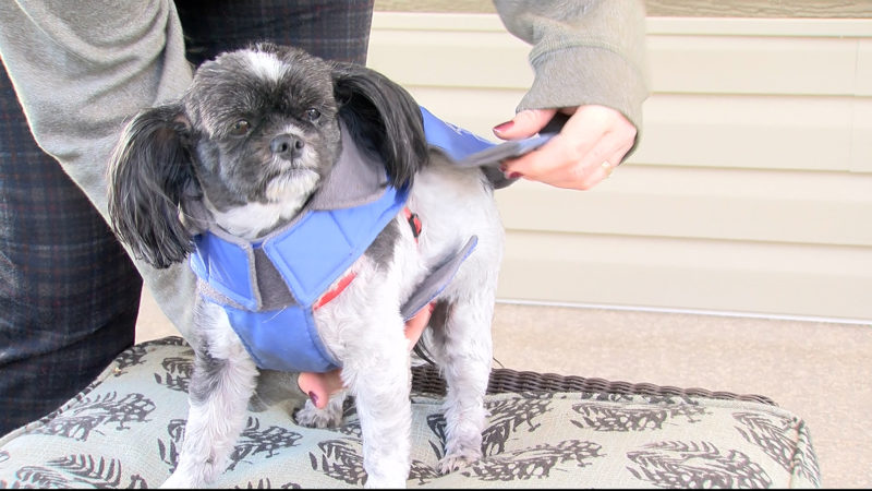 Lethbridge animal shelters adapt to COVID-19