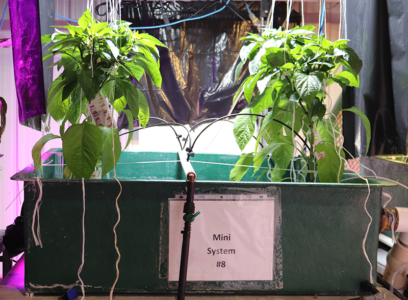 Aquaponics micro credentials now offered at Lethbridge College