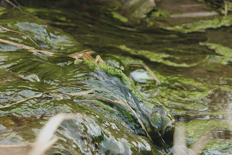 A walk through the coulees